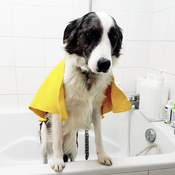 Toiletteur Nantes - bain et nettoyage chiens 44